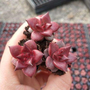 罗宾多肉巨型好养活稀有品种十二卷老桩造型可爱室内小球红宝石