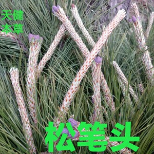 松笔头中药材松叶松树嫩芽松树梢松木笔松树蕊松尖500克新鲜干货