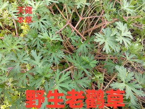 老鹳草中药五叶草老牛筋天罡草破铜钱贯筋老鸦嘴新货500克包邮