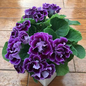 8067人付款淘宝重瓣大岩桐盆栽花苗富贵芙蓉花卉观花植物带花发货四季