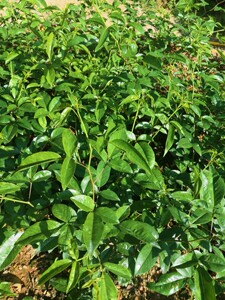 800人付款淘宝金樱子树苗常绿大苗泡酒野果果苗金婴子花刺梨果树大别