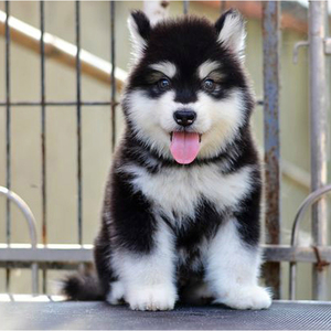 纯种阿拉斯加犬哈士奇幼犬雪橇犬萨摩耶巨型阿拉斯加幼犬宠物狗狗