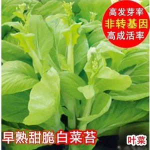 早熟白菜苔种籽白菜心种子香甜早白菜苔菜种阳台庭院蔬菜四季种植