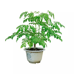 小盆栽室内好养活辣木树苗正宗印度辣木树植物辣木籽苗辣木盆栽