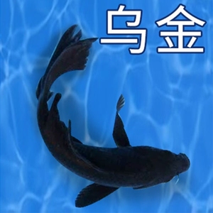 锦鲤活体观赏鱼淡水鱼冷水鱼锦鲤鱼白金黄金红白三色锦鲤红草鱼