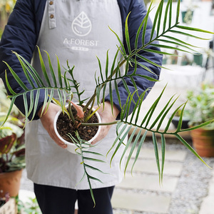 水栖森林 / 鱼骨蔓绿绒 philodendron tortum ins风造型网红绿植