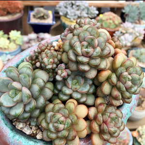 姬葡萄多肉植物葡萄多头群生办公室多肉组合盆栽肉肉花卉一物一拍