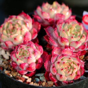 一物一拍精品云南多肉 暗纹沙罗姬牡丹小贵货老桩群生 阳台防辐射