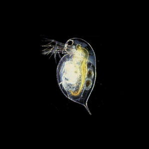 水蚤活体 心跳实验 水蚤种 鱼虫活体 可繁殖 鱼苗孔雀鱼鳉鱼饵料y