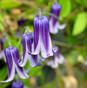 二师兄铁线莲如古紫铃铛盆栽庭院阳台花园植物新手易养全缘三类修