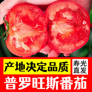 普罗旺斯番茄苗沙巍番茄苗西红柿苗四季种籽进口种子圣女果苗盆栽