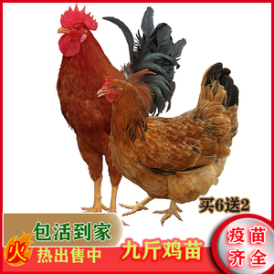半斤脱温土鸡活体九斤红九斤黄麻羽鸡活小鸡仔三黄鸡脱温包活