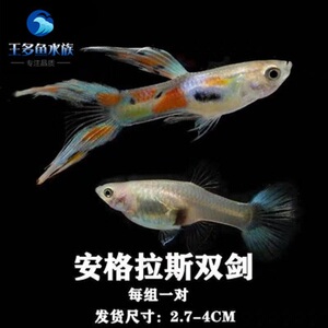 孔雀鱼活体安格拉斯双剑凤尾胎生
