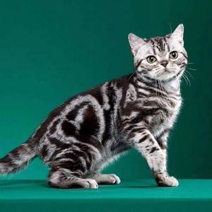 美短猫虎斑猫加白起司猫幼猫虎纹折耳猫纯种短腿美国短毛猫咪活物