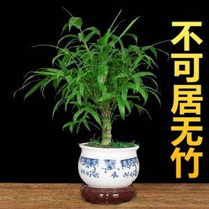 葫芦竹室内绿植竹子雅居盆景客厅房间办公室桌面四季常青树佛肚竹