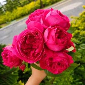 双人芭蕾月季欧月季欧月藤本月季蔷薇花苗大花月季花苗庭院种植