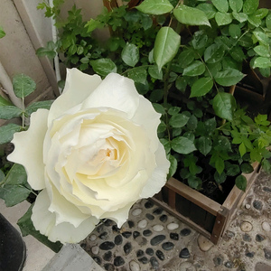 心之水滴月季花苗阳台庭院白色仙气大花微月多头丰花新手易养盆栽