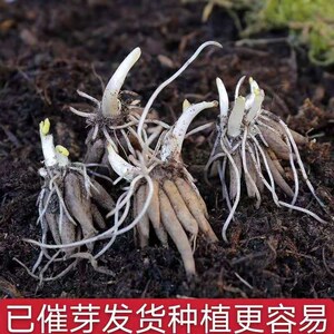 带芽5个花毛莨种球种根花卉种子春天芹叶牡丹洋牡丹盆栽室内园艺