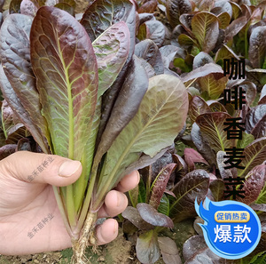 汉堡咖啡香麦菜种子速生紫红油麦籽春夏秋四季阳台盆栽蔬菜籽