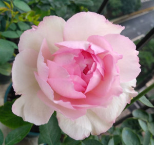 青清芸根接伊芙月季系列 贵族香水 实生根接花苗大花浓香四季开花