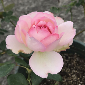 青清芸根接伊芙月季系列 魂之香水 实生根接花苗大花浓香四季开花