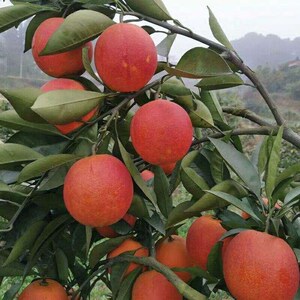 血橙树苗嫁接苗 塔罗科血橙苗 红心血橙子苗 塔罗科血橙脐橙树苗