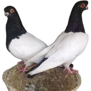 【两头乌】观赏鸽子活体种鸽一对成年鸽青年鸽幼鸽鸟类宠物包活