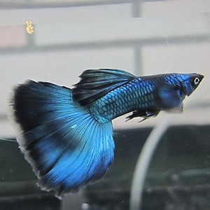 孔雀鱼活体纯种精品全红冰蓝象牙白大耳朵红扇小型热带淡水观赏鱼