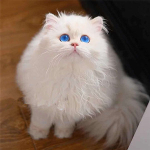 纯种银点长毛白猫蓝眼睛纯白高地英国长 短毛猫幼猫活体宠物幼猫