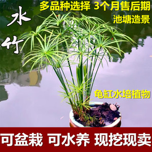 水竹旱伞草水葱萱草香蒲水生植鱼池塘造景庭院净化水质盆栽风车草