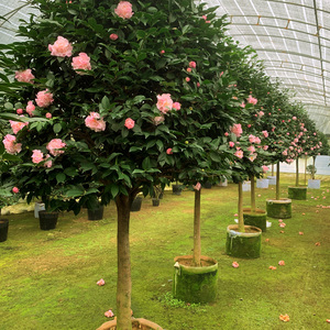 巨型山茶花盆栽树苗带花苞好养四季常青花卉绿植庭院室内粉色大颗