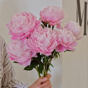 白色粉色重瓣芍药鲜花鲜切花水养家用鲜花云南基地直发花束速递