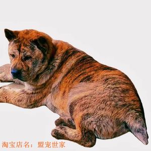 纯种中华田园犬广西土猎狗柴犬大头虎斑犬五黑狗幼犬宠物狗狗活体