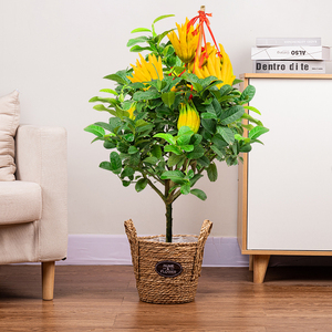 佛手盆栽金华佛手苗室内招财佛手果盆景四季浓香植物千指佛手树苗