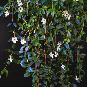 柳叶吊兰盆栽植物 垂吊绿植花卉青叶玉唇花吊兰 四季开花净化空气