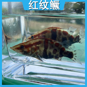 红纹鳜鱼苗观赏鱼活体桂花鱼苗红鳜鱼苗淡水养殖食用饲料鳜斑鳜鱼