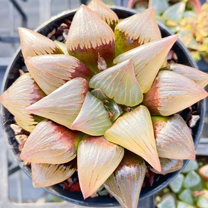 红纹寿 十二卷多肉植物阳台盆栽西瓜寿前身售6-7cm 三年大苗 易活