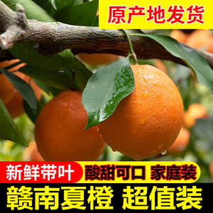 叶橙赣南