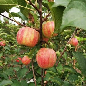 东北特产123果树苗123沙果123小苹果树苗沙果苗南北方种植海棠果