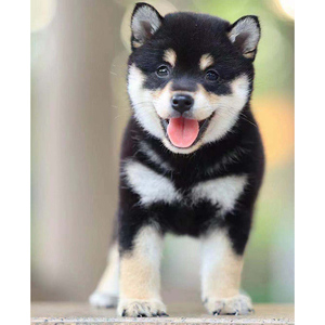 日本柴犬幼犬纯种黑柴犬豆柴犬小型犬幼崽宠物狗活体cku上海犬舍