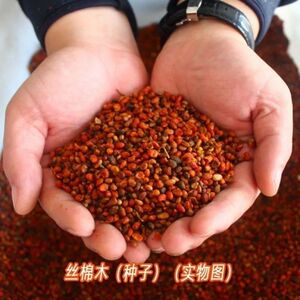 丝绵木种子 当年新采丝棉木树苗种子 丝棉木嫁接卫矛 林木种子