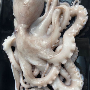 【大章鱼活】大章鱼活品牌,价格 - 阿里巴巴