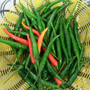 热卖小青阳辣椒种子朝天椒泡椒港椒薄皮米椒超长春季夏四季播种籽