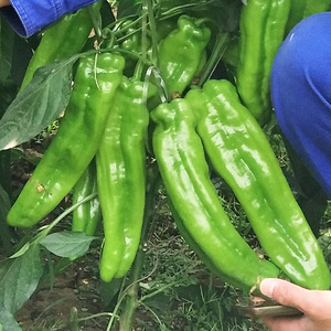 薄皮泡椒辣椒种子牛角春季夏四季种籽高产盆栽南蔬菜种孑独霸椒王