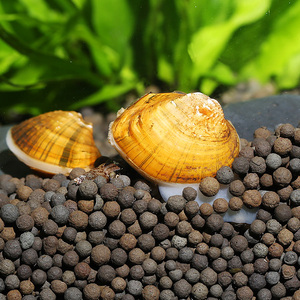溪蚬黄金蚌观赏螺淡水净化水质河蚌小溪蚌河蚬蚌净水黄金蚬螺