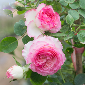 粉色龙沙宝石爬藤月季特大花苗老桩藤本室外庭院浓香花卉四季蔷薇