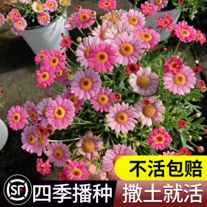 玛格丽特花种子四季菊花阳台庭院盆栽花籽重瓣多年生花种孑