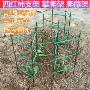 植物攀爬架楼顶