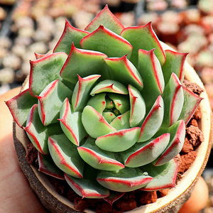 宝莲灯 多肉植物大颗老桩带香味的大盆栽净化空气包邮 套餐论斤卖