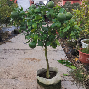 沃柑盆栽果树苗原盆原土带果定制木架发货无核无籽沃橘苗盆栽地栽